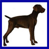Click here for more detailed Weimaraner breed information and available puppies, studs dogs, clubs and forums